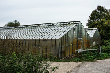Naklejka na ściany i meble old greenhouse with plants 