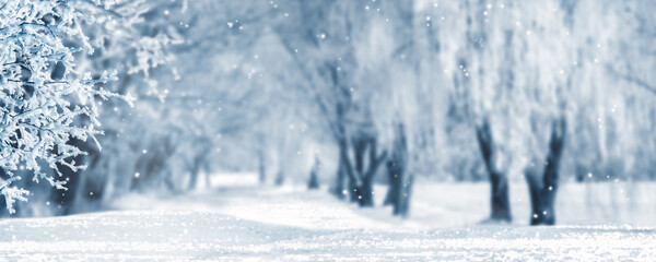 Obraz na płótnie Canvas unscharfe verschneite weiße winterlandschaft mit scharfem zweig am linken rand, winterliche idylle