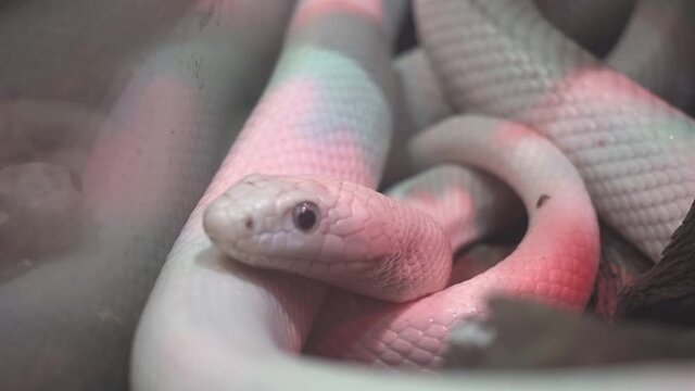 A White Snake Curled Up In A Ball