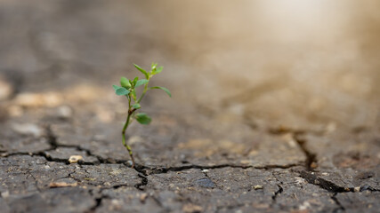 Little plant growing from dry ground in sunlight in background. Drought country during global warming. Leaves going from slit in crakcling earth. Concept of climate change impace on agriculture.