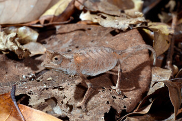 Plated Leaf Chameleon // Stachelchamäleon (Brookesia stumpffi) © bennytrapp