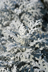 Silver ragwort