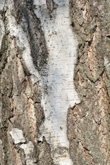Common birch