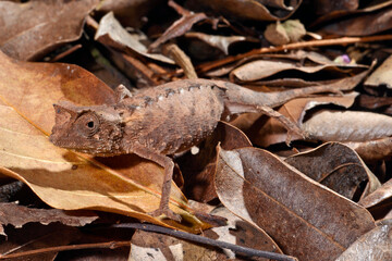 Plated Leaf Chameleon // Stachelchamäleon (Brookesia stumpffi) © bennytrapp