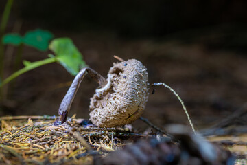 Mushrooms in a forest in Latvia