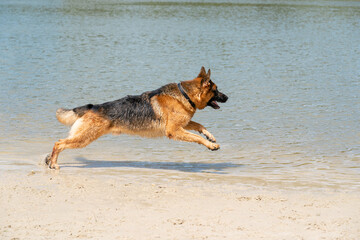 Young happy German Shepherd, playing in the water. The dog splashes runs and jumps happily in the lake