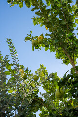 Lemon tree with ripe fruits. Branch of fresh ripe lemons with leaves in sun beams. Mediterranean citrus grove