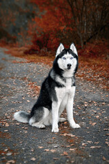 Siberian husky dog with blue eyes sits on a path in an autumn park and looks carefully ahead.
