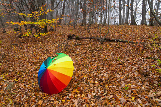 Colorful umbrella on autumn leaves in the forest