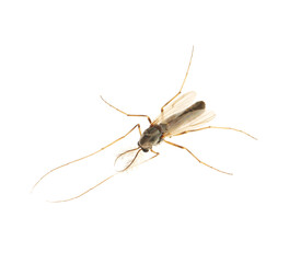 Closeup view of mosquito on white background