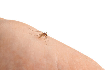 Mosquito on human's skin against white background, closeup