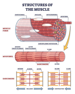 Structures of muscle with fiber, myofibril and sarcomere contraction outline diagram. Labeled educational isolated parts closeup description from anatomical and physiology sides vector illustration.