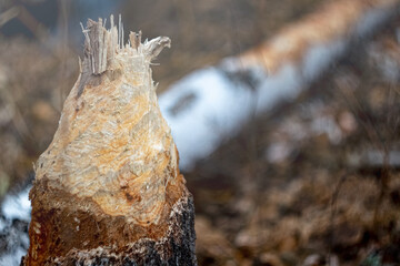 beavers ate trees. stumps left over from beavers.