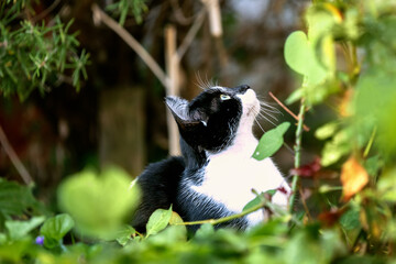 black and white cat in the grass