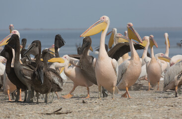 Pink pelicans with chicks on the shore of Lake Manich-Gudilo in Kalmykia, Russia