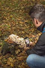 Adult man photographs mushrooms in the forest to determine the biological species