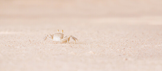 A crab on the beach is running on the white sand. Exotic animals in the resorts of tropical islands. The concept of a beach holiday in the tropics.