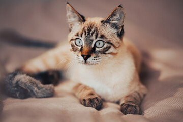 Cute tabby Thai kitten is lying on a soft bed with a pink striped blanket next to a fluffy toy. A pet and home comfort.