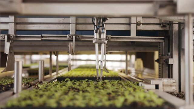 Automatic planting of young seedlings using a robot in an industrial nursery