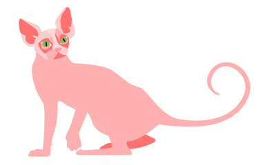 Illustration of a bald Sphinx cat. Isolated object on a white background.