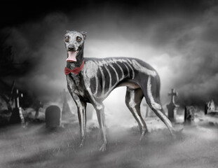Skeleton dog in the graveyard of halloween
