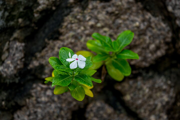 Exotic Tropical Flower White Resort, Travel Vacations Luxury Freshness Maldives Thailand, Indonesia...