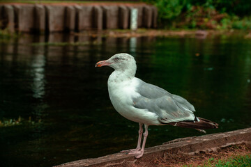Fototapeta premium seagull on a rock