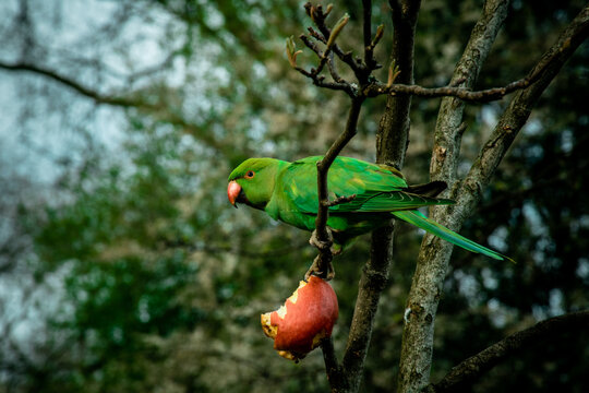 Green Parrot On A Tree