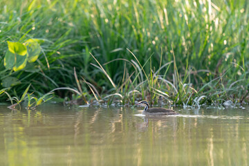 The sungrebe (Heliornis fulica)