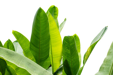 Green leaves palm tree in sunshine isolated with clipping path on white background. Tropical plant foliage with copy space.