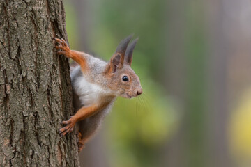 Naklejka na ściany i meble Squirrel in the autumn park.