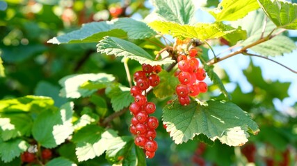 Close up of ripe redcurrant berries ready to be picked. Summer berries in the garden, red currants on the bush. Redcurrant on bush in summer sunny day.