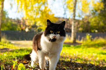 Naklejka na ściany i meble white cat with black spots plays in the grass in the rays of the warm autumn sun