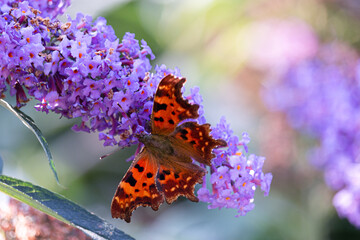 The comma butterfly on purple and violet colored flowers collecting nectar. The Netherlands
