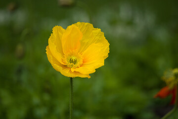Yellow poppy flower