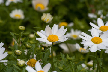 daisies in the garden