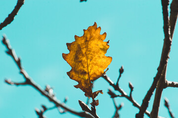 autumn leaves on sky