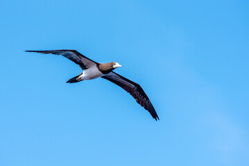 Seabird Brown Booby (Sula leucogaster) flying over the calm Pacific Ocean near the coast of Mexico. 