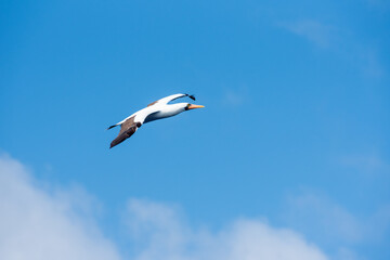 Seabird Masked, (Sula dactylatra) flying over the ocean. Seabird is hunting for flying fish jumping out of the water.
