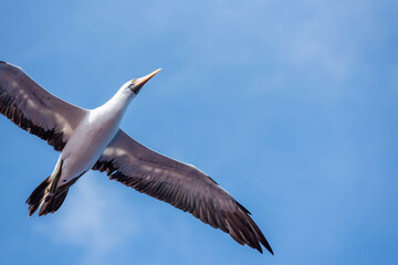 Seabird Masked, (Sula dactylatra) flying over the ocean. Seabird is hunting for flying fish jumping out of the water.