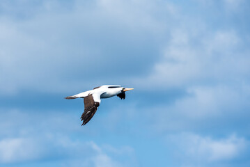 Seabird Masked, (Sula dactylatra) flying over the ocean. Seabird is hunting for flying fish jumping out of the water.