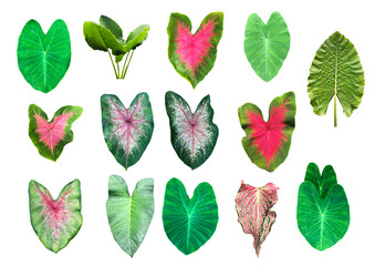 Isolated tropical elephant ear leaf or taro leaf and heart of Jesus leaf with clipping paths.