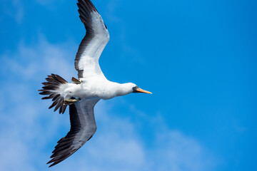 Seabird Masked, (Sula dactylatra) flying over the ocean. Seabird is hunting for flying fish jumping out of the water.