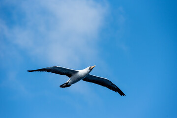 Fototapeta premium Seabird Masked, (Sula dactylatra) flying over the ocean. Seabird is hunting for flying fish jumping out of the water.
