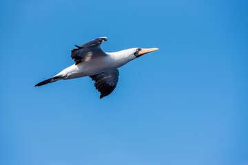 Seabird Masked, (Sula dactylatra) flying over the ocean. Seabird is hunting for flying fish jumping out of the water.
