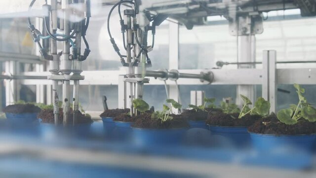 Automatic planting of young seedlings using a robot in an industrial nursery