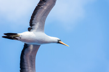 Seabird Masked, (Sula dactylatra) flying over the ocean. Seabird is hunting for flying fish jumping out of the water.