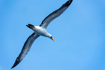 Seabird Masked, (Sula dactylatra) flying over the ocean. Seabird is hunting for flying fish jumping out of the water.