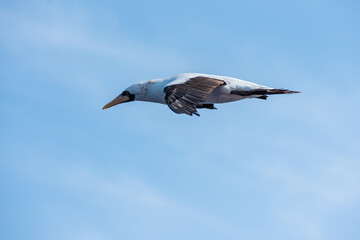 Seabird Masked, (Sula dactylatra) flying over the ocean. Seabird is hunting for flying fish jumping out of the water.