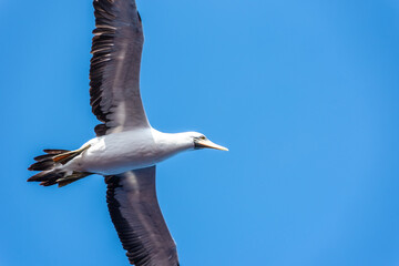 Seabird Masked, (Sula dactylatra) flying over the ocean. Seabird is hunting for flying fish jumping out of the water.